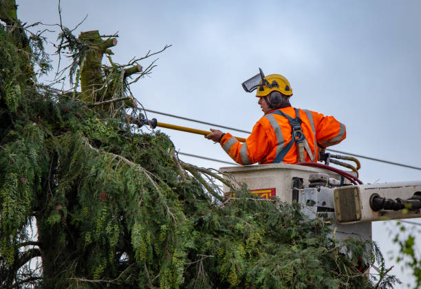 Best Tree Mulching  in South Monrovia Island, CA